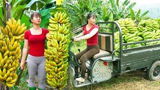 Use 3-wheeled Vehicle Harvesting A Lots Of Banana Goes To Countryside Market Sell - Farm Life