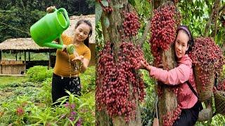 Harvesting fruits in the deep forest l Lý Thị Sai