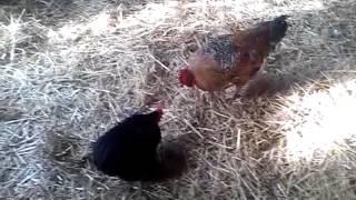 Walka Kogutów Orkanów 2012 ( 27 Part . 2  ) ( Fighting cocks , бойцовые петухи )