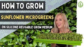 Grow Sunflower Microgreens Without Soil: Simple Steps