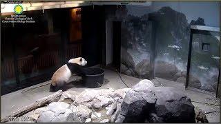 Busy panda Bei Bei moving his tubbie in the morning  11-27-2018 ⏲