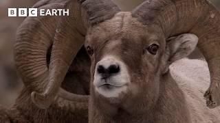 Bighorn Sheep Battle For Mating Rights | Yellowstone | BBC Earth