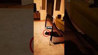 Cat left him stunned