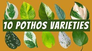 10 Pothos Varieties with Images and Names |  Neon Pothos, Jade Pothos, Satin, Cebu Blue and More!