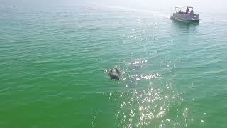 Juvenile Tarpon & Dolphins off Destin, Florida