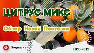 Обзор новой поставки растений | Цитрус Микс