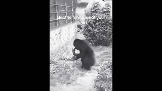 electric fence make monkey dance 