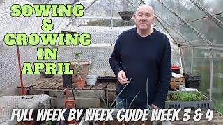 Sowing & Growing In April Week 3 & 4 [Gardening Allotment UK] [Grow Vegetables At Home ]