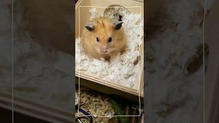  Hamster's secret chamber │Vlog│#shorts