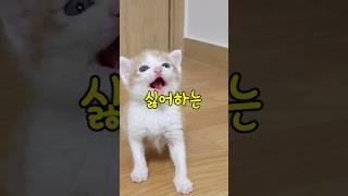 고양이를 화나게하는 집사유형 7가지 #shorts