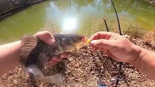 How to make trout chow the simple way