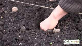 How To Grow Potatoes - The Best Way To Grow Your Own