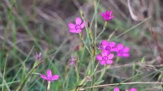 Goździk kropkowany (Dianthus deltoides)