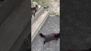 Ура свобода, вихідні #catchat #cat #деньсім