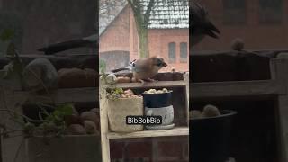 Let’s go fishing for a dream, picky jay bird, bird feeder, #birdwatching, #birdfeeder , #bibbobbib