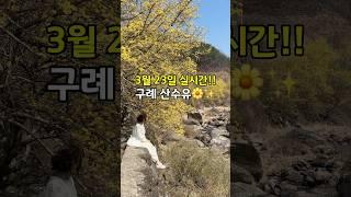 구례 산수유마을 3월 23일 실시간