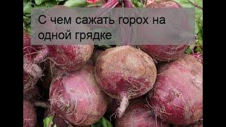 С чем сажать горох на одной грядке