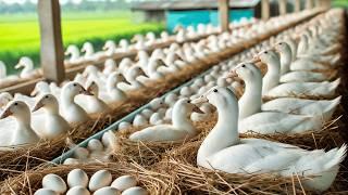 Essential Steps to Raising Organic Ducks: From Ducklings to Egg Harvest.