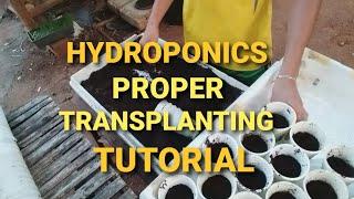 SNAP HYDROPONICS TUTORIALS PROPER TRANSPLANTING METHOD