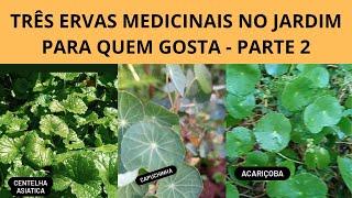 TRÊS ERVAS MEDICINAIS - NAO CONFUNDA| CENTELLA ASIÁTICA, CAPUCHINHA E ACARIÇOBA