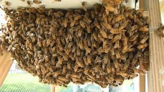 Beekeeping 2016 Quick view of swarm