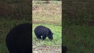 Bears of northern BC- animals of the north series