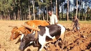 Ox drawn plough. Do oxen push or pull it?