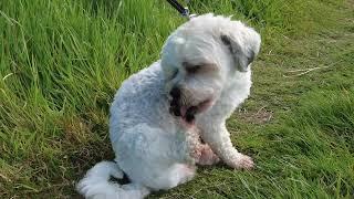 Adorable Terriers Mooching with Thorpeman