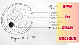 How to draw Nucleus Step by step | class 10 Biology important nucleus diagram