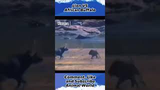 Lion VS  African Buffalo,#animalworld, #shorts, #yearofyou