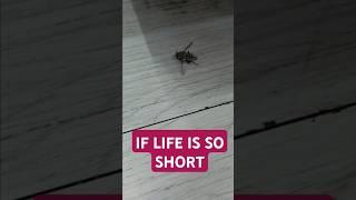 If LIFE is so short #everyone #shortvideo #shortsviral #youtube #subscribetomychannel #subscribe