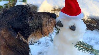 Dachshund Teddy is the best snowman stylist  #TeddyTheDachshund