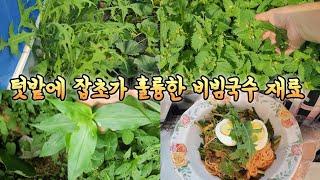 텃밭에 잡초가 훌륭한 비빔국수 재료. 가시상추 왕고들빼기 털별꽃아제비 달개비
