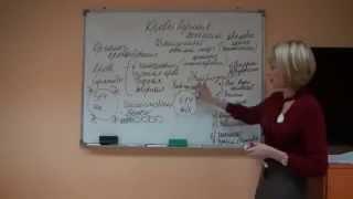 Кроветворная система  Иммунитет  Марина Степанова