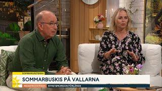 Dags för buskis igen: ”Är man fin i kanten får man åka någon annanstans”  - Nyhetsmorgon (TV4)