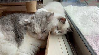 Luna want to communicate with Piko