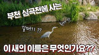 부천 심곡천에 사는 새의 이름은? What is the name of the bird living in Simgokcheon, Bucheon?