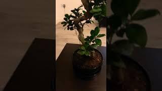 Best Indoor Bonsai Plant in UK