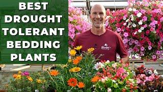 Best Drought Tolerant Bedding Plants - Use These Flowers In Hot Dry Areas