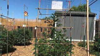 Growing Cannabis In The Ground || TRANSITION = Massive Growth || 7-1-2024