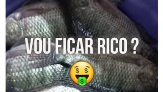 CRIAR TILAPIAS DA LUCRO ???