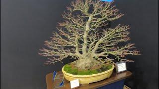 Discovering Incredible Bonsai Trees at the Swindon Show 2025