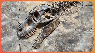 3 Hours Uncovering One Of Earth's Oldest Dinosaurs (4K Documentary)