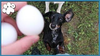 DOG vs. EGG CHALLENGE! (Will They Crush It)