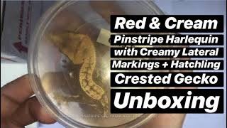 Red & Cream Pinstripe Harlequin Crested Gecko Unboxing