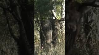 Stag uses antlers for tree rub #deer #redstags #antlers #ruttingseason