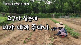 [미국 테네시]   미니 하우스에서 고구마 싹 만들어 밭에 심었어요. #테네시 #고구마 #farming