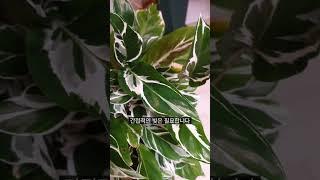 푹푹 찌는 환경에서 잘 자라는 칼라데아 퓨전화이트 Calathea FusiomWhite