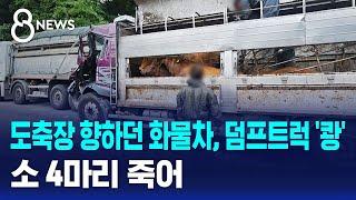도축장 향하던 화물차가 덤프트럭 추돌…소 4마리 죽어 / SBS 8뉴스