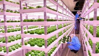 The process of a Korean scientist growing fresh vegetables and delivering them to your home.